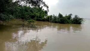 কালিয়াচকে গঙ্গার ভাঙনে তলিয়ে গেল বাড়ি